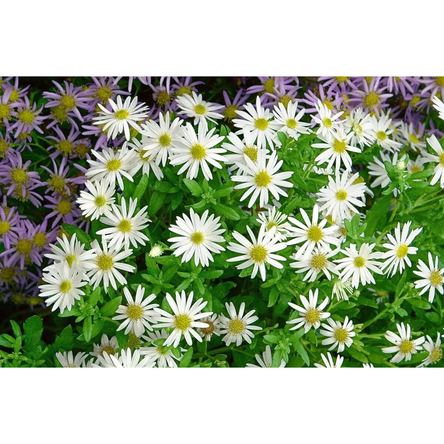 Aster Ageratoides Ashvi Herbstaster Ca. 9x9 cm Topf günstig online kaufen