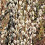 Nahaufnahme der silbrig-weißen Kätzchenblüten der Salix Caprea Mas Kätzchenweide.