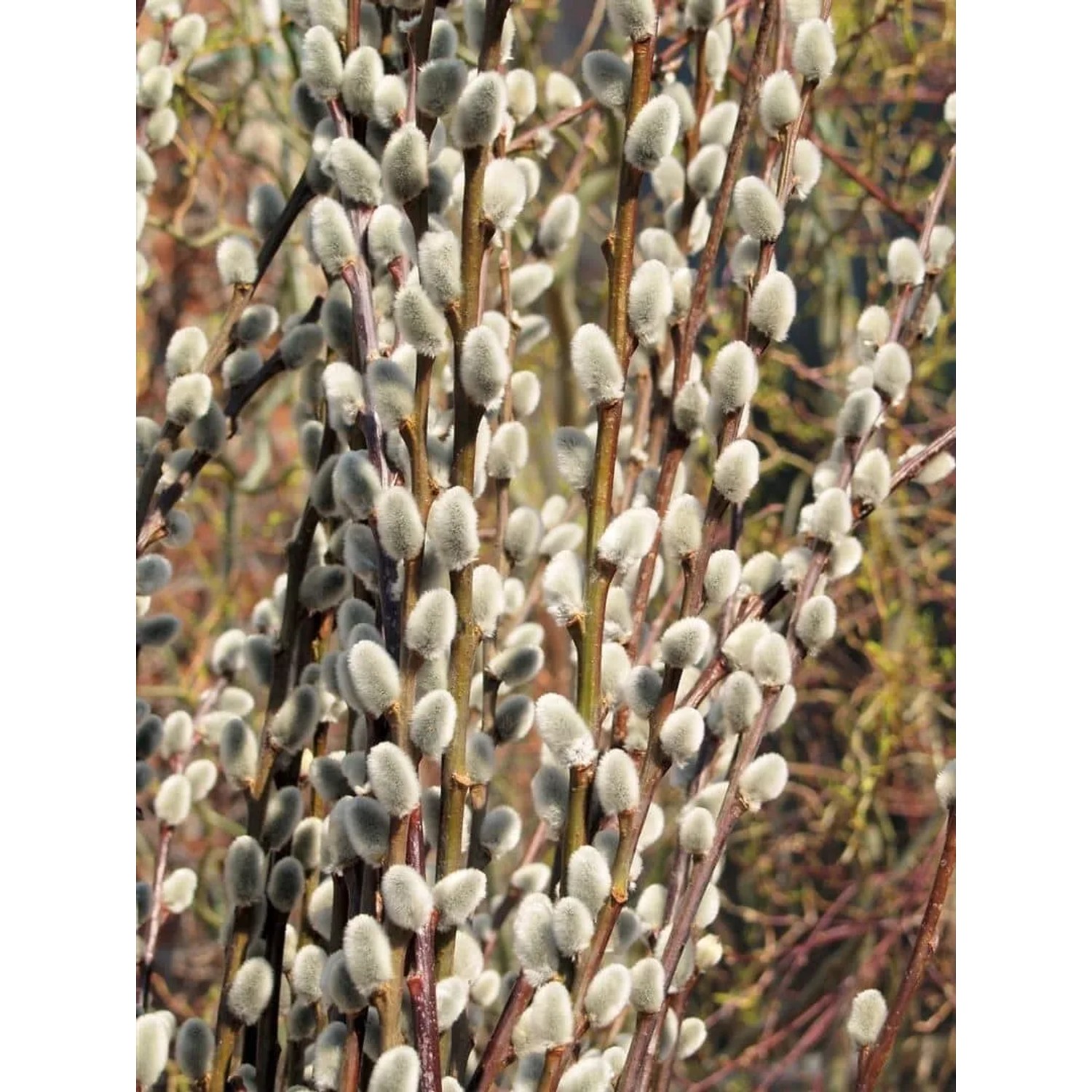 Nahaufnahme der silbrig-weißen Kätzchenblüten der Salix Caprea Mas Kätzchenweide.