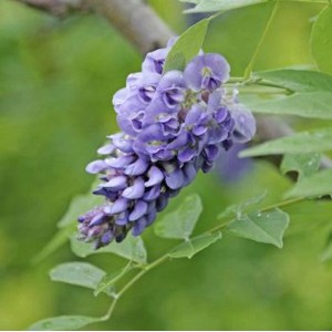 Blühender Amerikanischer Blauregen Rosea Longwood Purple Strauch mit lila Blüten.