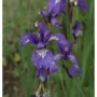 Nahaufnahme einer blauen Sibirischen Wieseniris (Iris sibirica) im Garten.