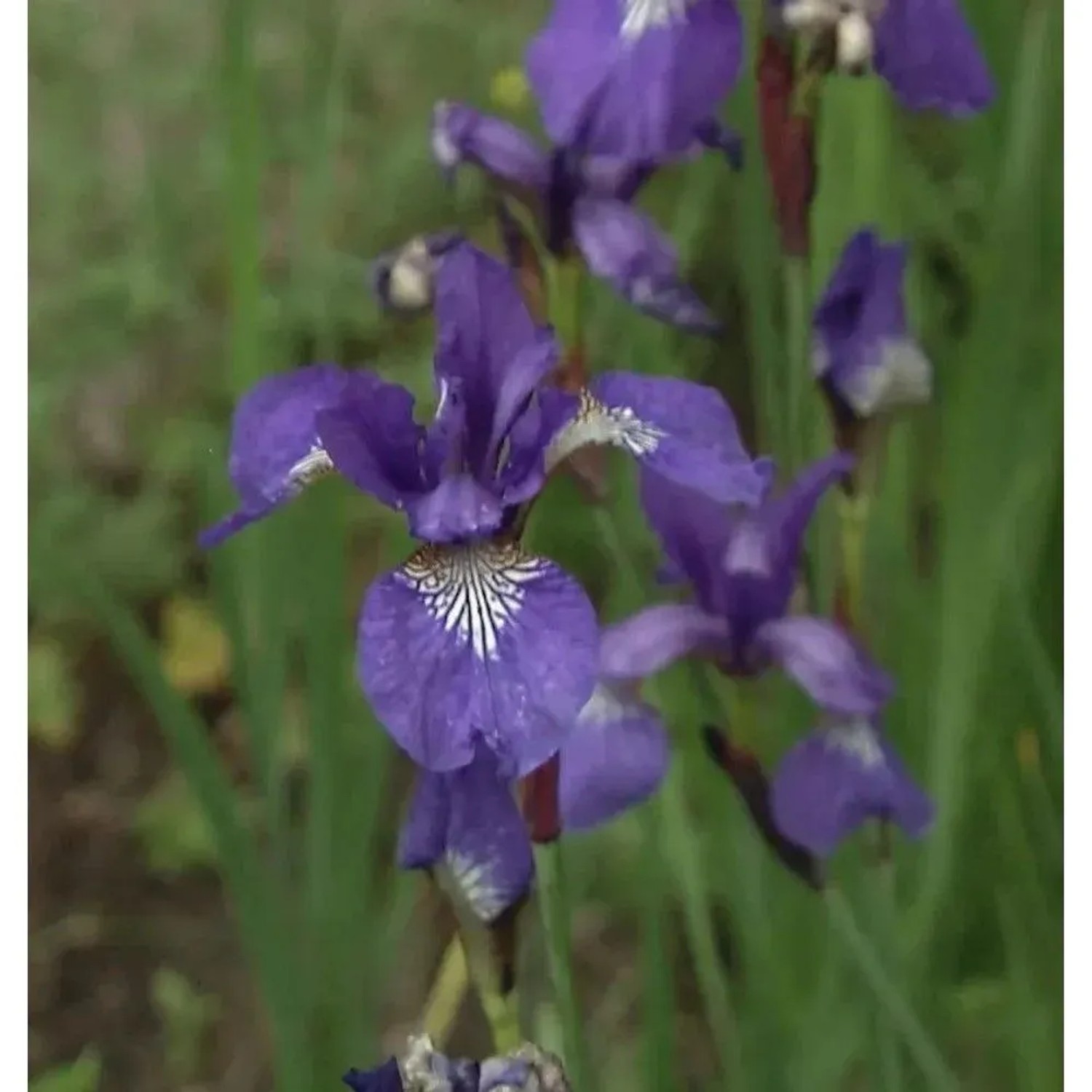 Nahaufnahme einer blauen Sibirischen Wieseniris (Iris sibirica) im Garten.