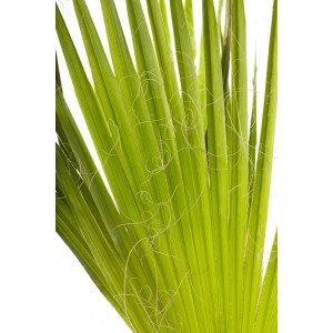 Nahaufnahme der grünen Blätter einer Hanfpalme (Trachycarpus fortunei) von GROW by OBI.