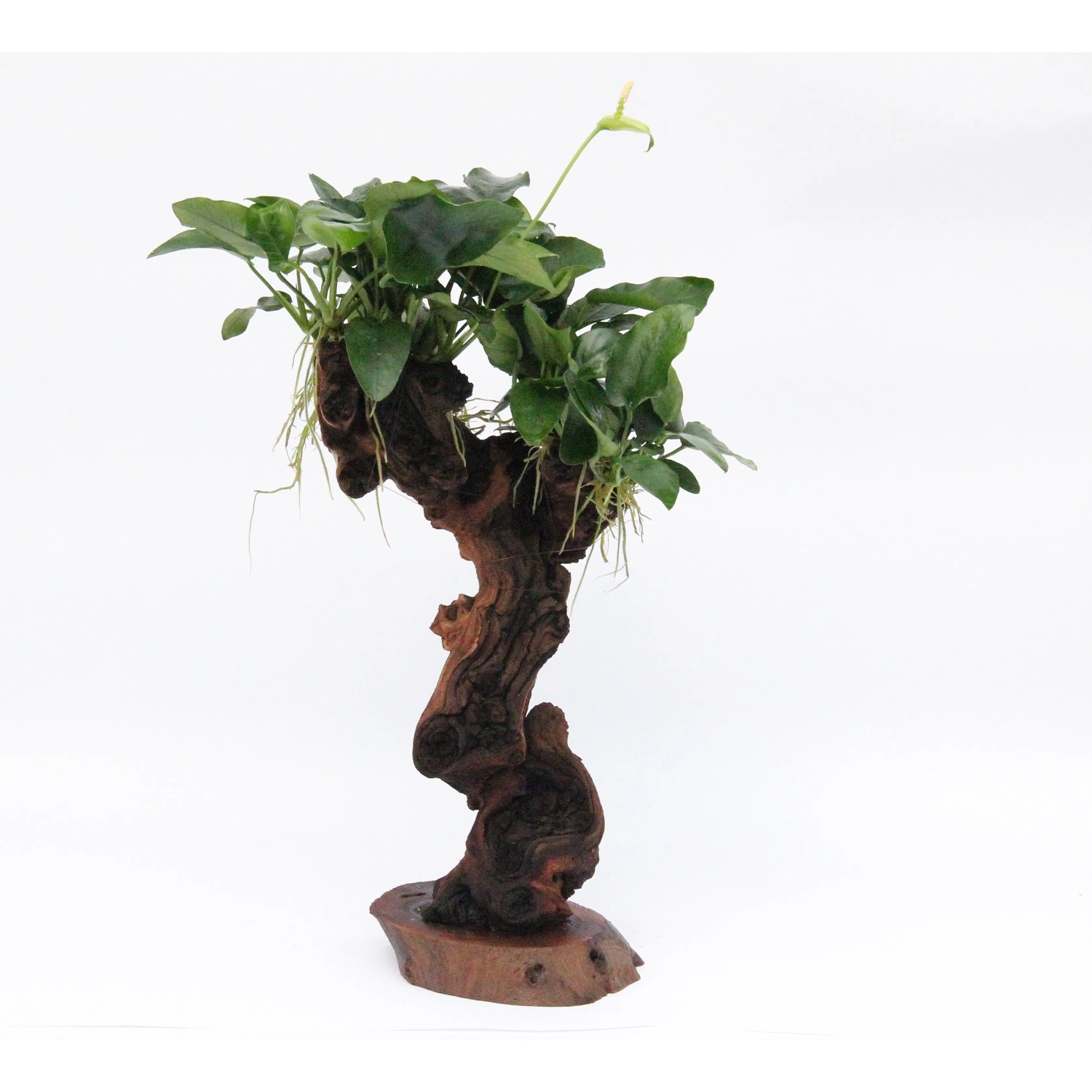 Dennerle Plants Aquariumpflanze Mbuna Groß mit Anubias Nana