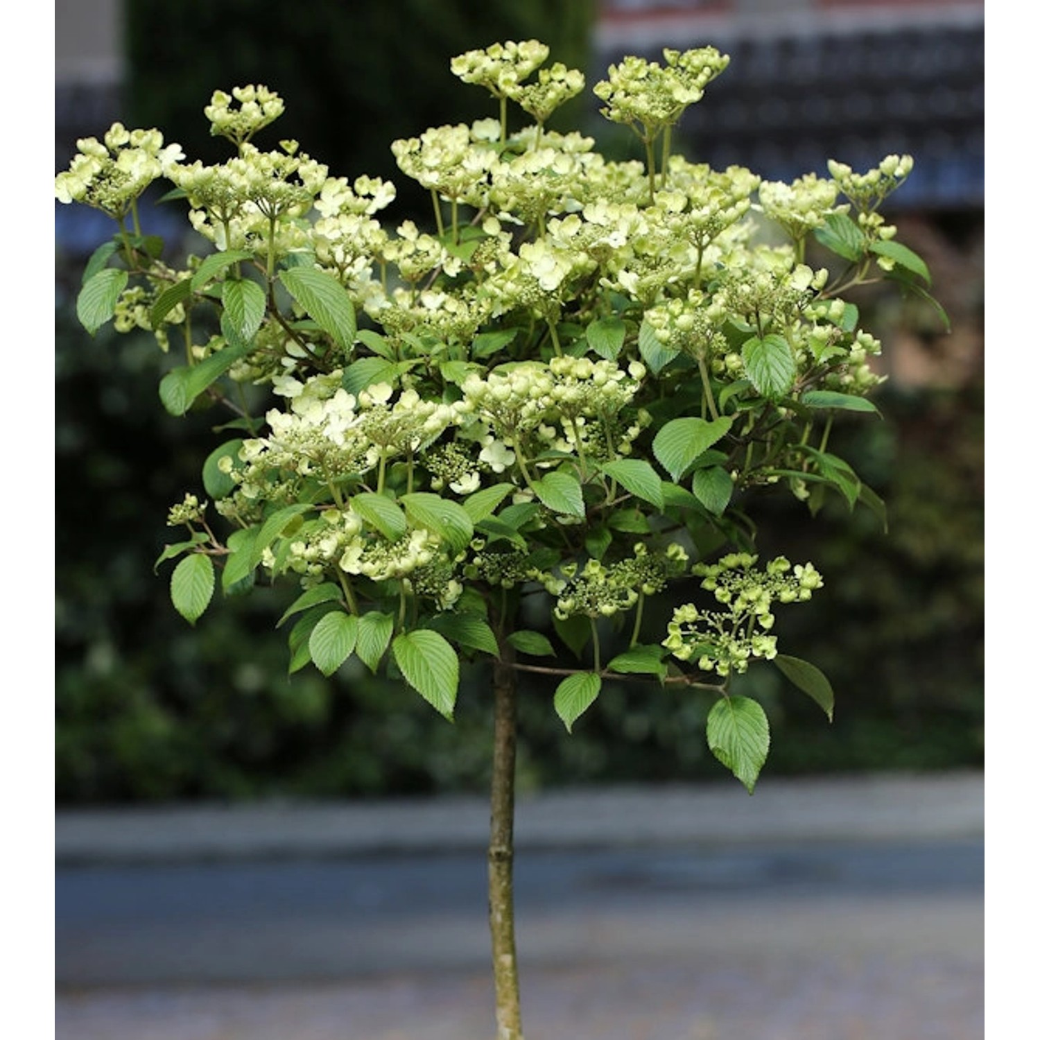 Hochstamm Etagen Schneeball Newport 80-100cm - Viburnum plicatum günstig online kaufen