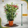 Blühender, roter Oleander im Topf, ca. 100-120 cm hoch. Mediterrane Kübelpflanze für Garten und Terrasse.