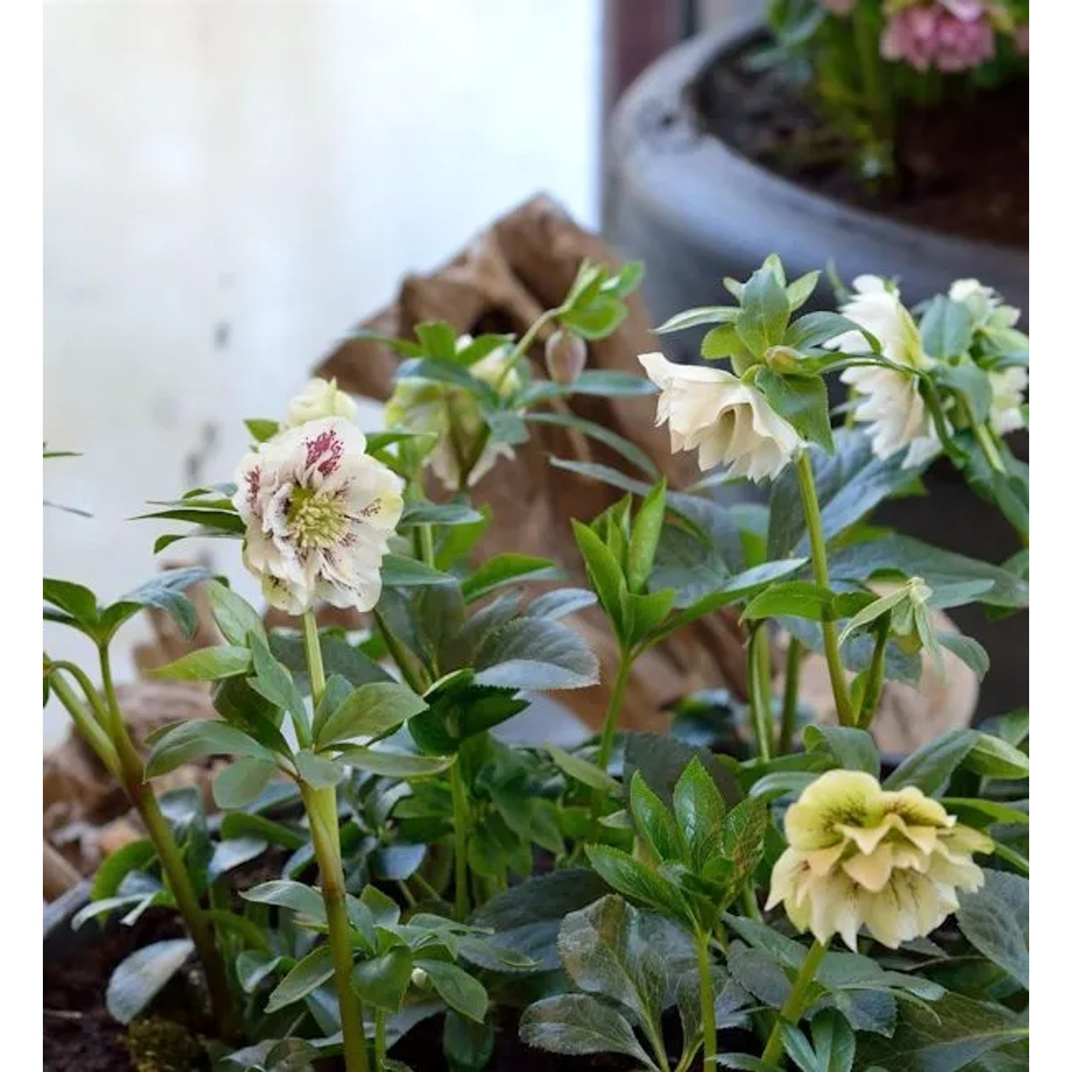 Christrose Double White - Helleborus orientalis