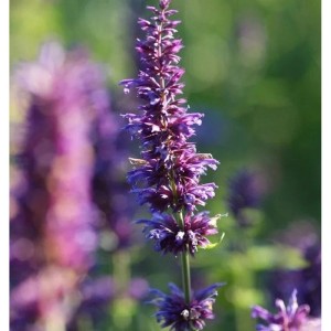 Nahaufnahme der violetten Blütenstände einer Duftnessel (Agastache foeniculum) der Sorte Purple Haze.