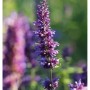 Nahaufnahme der violetten Blütenstände einer Duftnessel (Agastache foeniculum) der Sorte Purple Haze.
