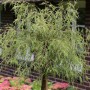 Geschlitztblättrige Zwerg-Birke Karaca, 30-40cm, im Garten. Strauch mit filigranem, grünem Laub.
