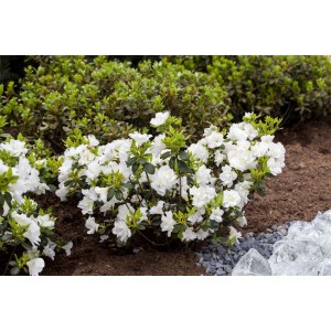 Rhododendron Schneeperle Weiß, 15–20 cm, buschig wachsend mit üppigen, reinweißen Blüten.