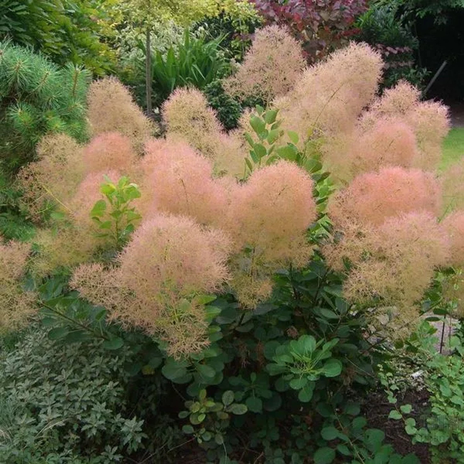 arborix Perückenstrauch 'Young Lady' Cotinus Coggygria 40 Bis 60 Cm Im Container Herbstfärbung