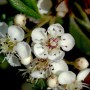 Nahaufnahme der weißen Blüten der Kriechmispel Parkteppich (Cotoneaster salicifolius).