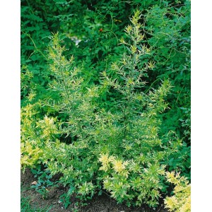 Artemisia 'Oriental Limelight' im Topf, gelb-grüne Staude für sonnige Standorte.