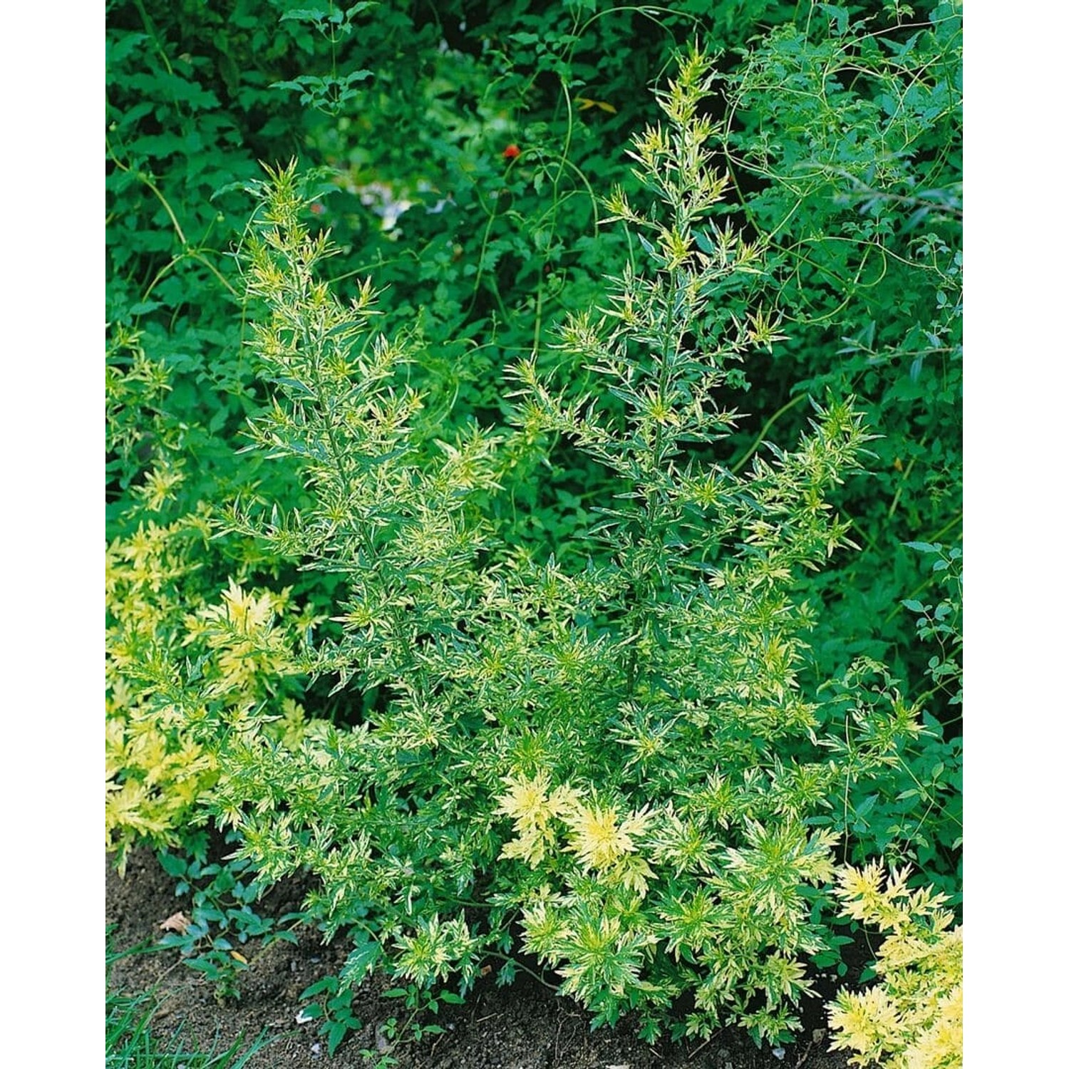 Artemisia Vulg. Oriental Limelight R Ca. 11x11 cm Topf günstig online kaufen