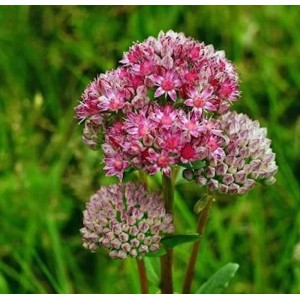 Nahaufnahme der Großen Fetthenne 'Indian Chief' (Sedum telephium) mit rosa Blütenständen.
