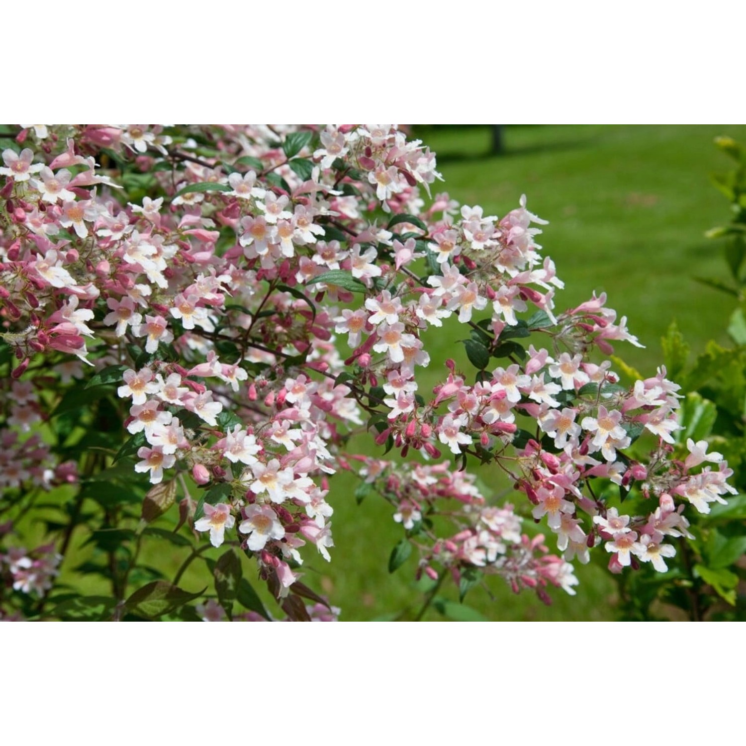 Kolkwitzia Amabilis Perlmuttstrauch Pink Cloud 60-100 cm günstig online kaufen