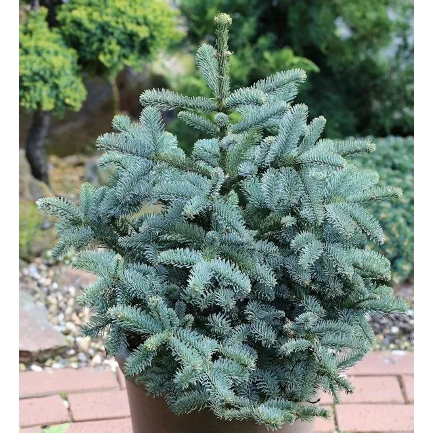 Kompakte Silbertanne Obrighoven 40-50cm - Abies procera