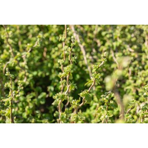 Corylus Avellana Scooter Haselnuss, 60–80 cm, mit jungen, grünen Blättern im Detail.