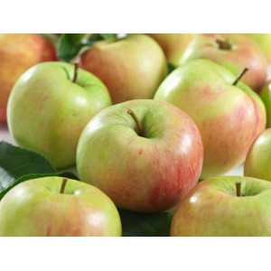 Frische Äpfel der Sorte Malus James Grieve, rot-gelb, vom Apfelbaum.