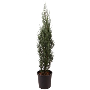 Zypressenwacholder Blue Arrow im Topf, schlanke Zwergkonifere mit stahlblauem Laub.