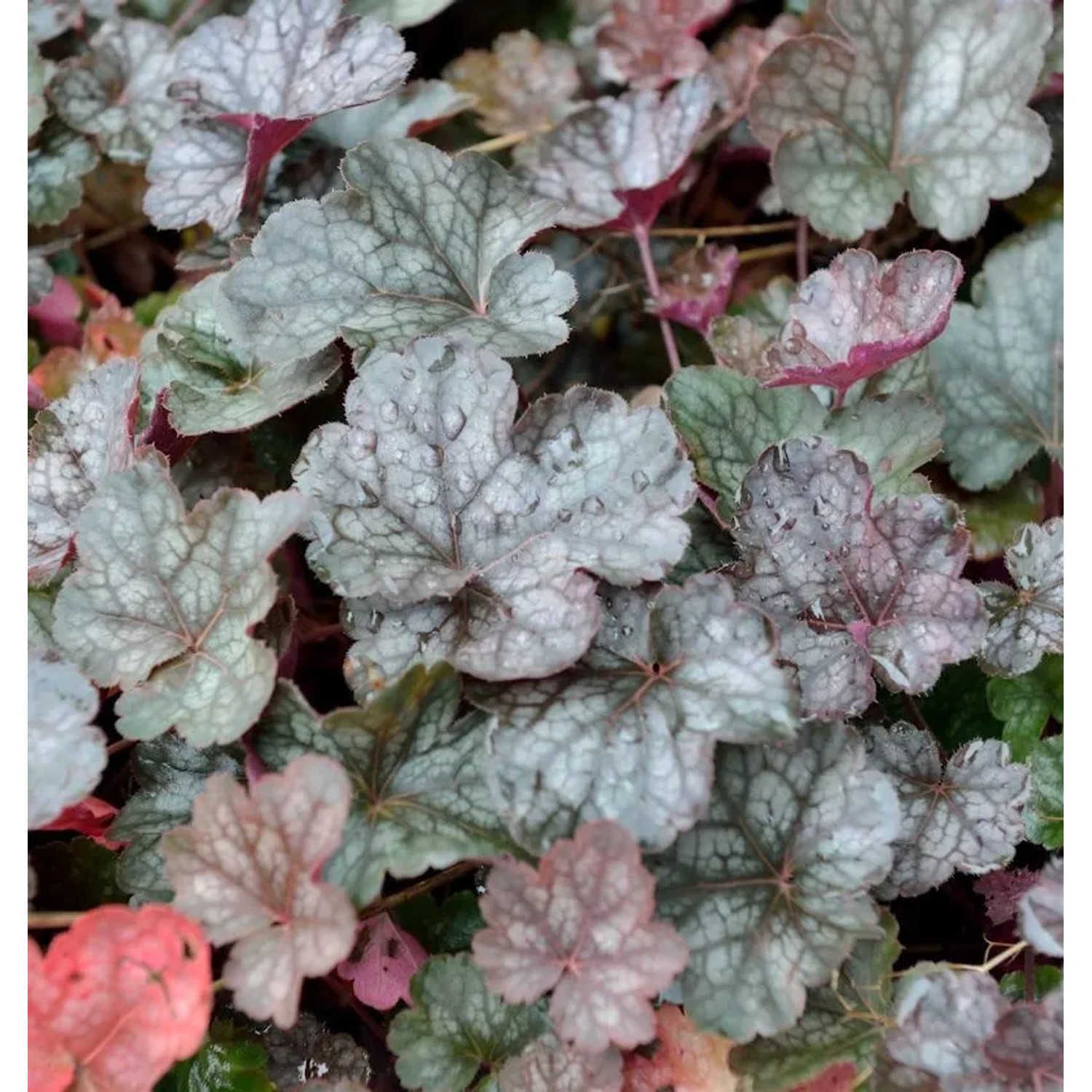 Purpurglöckchen Regina - Heuchera micrantha