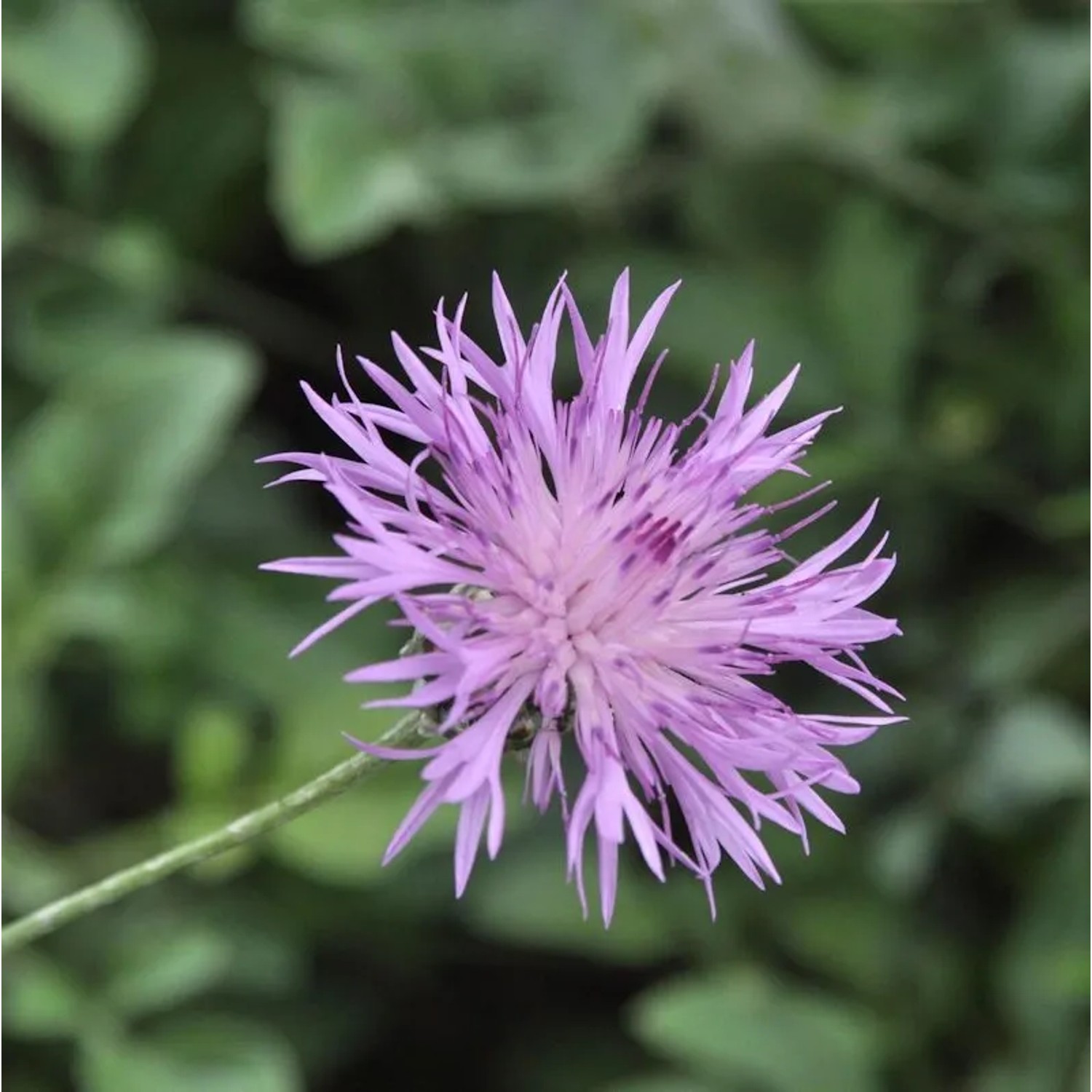 Einfache Kissen-Flockenblume - Centaurea simplicicaulis