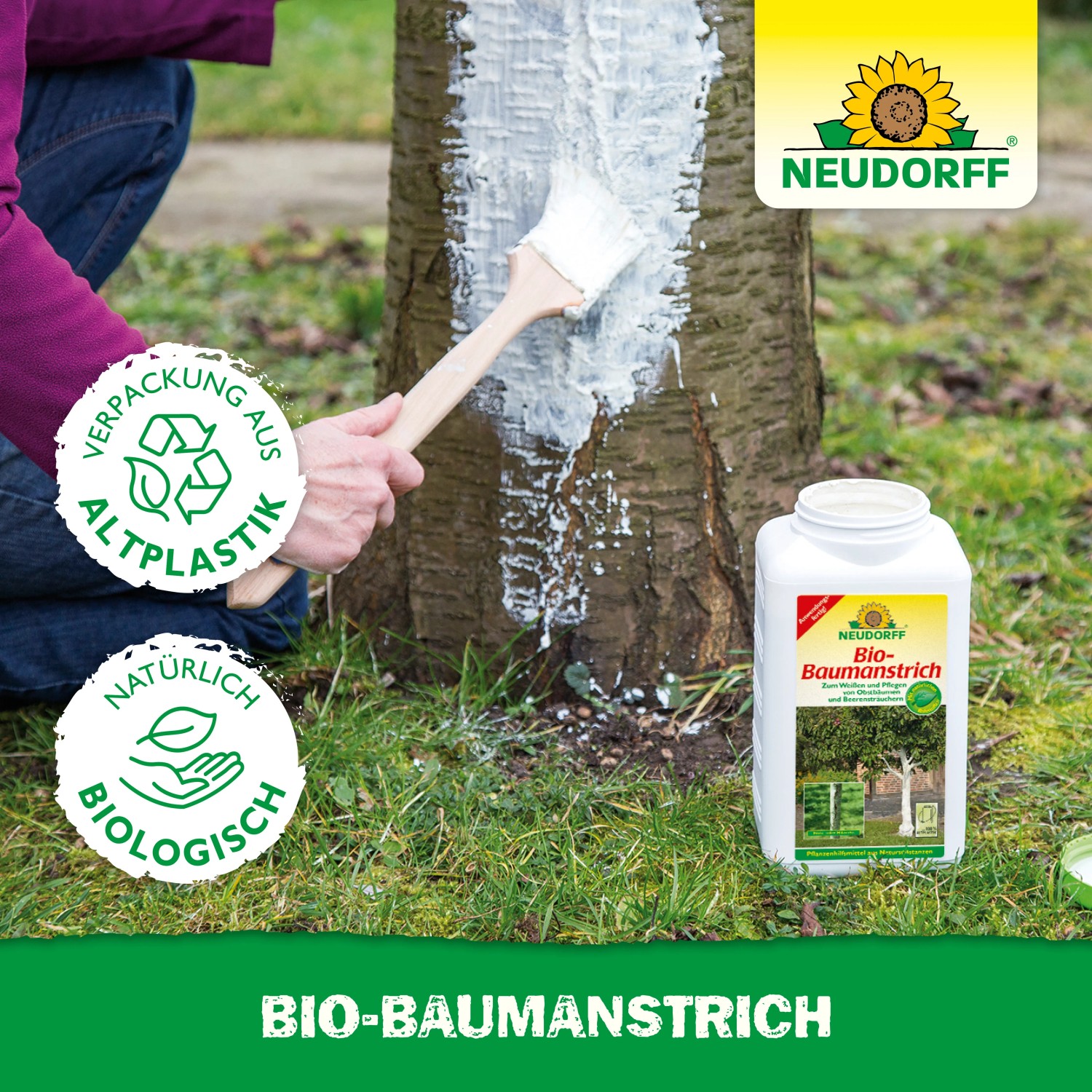 Anwendung von Neudorff Bio-Baumanstrich auf Baumstamm mit Pinsel. Schutz vor Frost und Pflege.