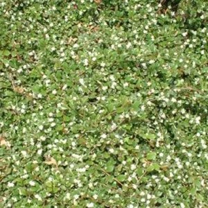 Teppichmispel 'Major' als Bodendecker mit dunkelgrünem Laub und kleinen weißen Blüten.