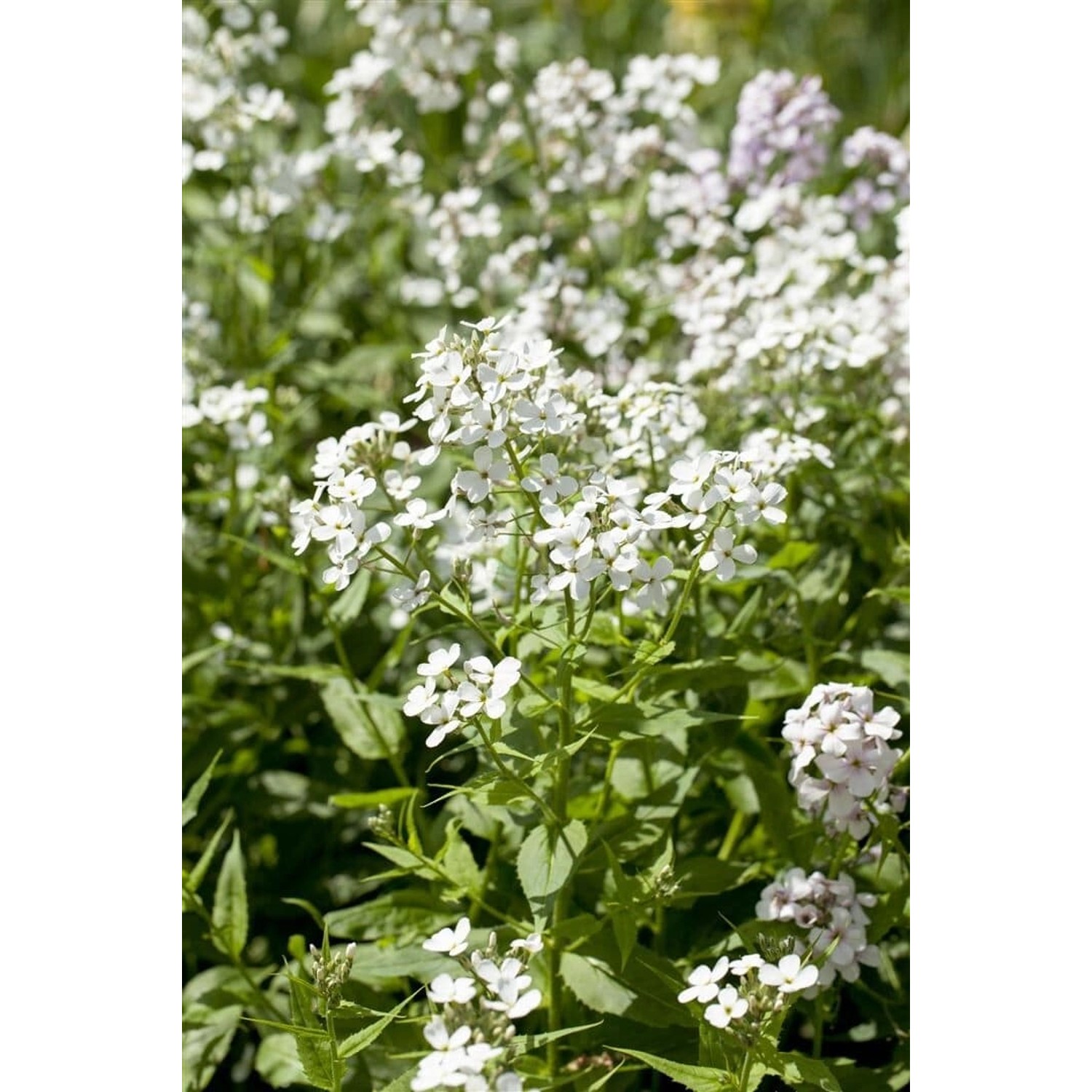 Hesperis Matronalis Alba Nachtviole Ca. 9x9 cm Topf günstig online kaufen