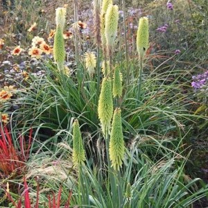 Fackellilie 'Little Maid' (Kniphofia uvaria) im Gartenbeet, grüne Blätter und gelbe Blüten.