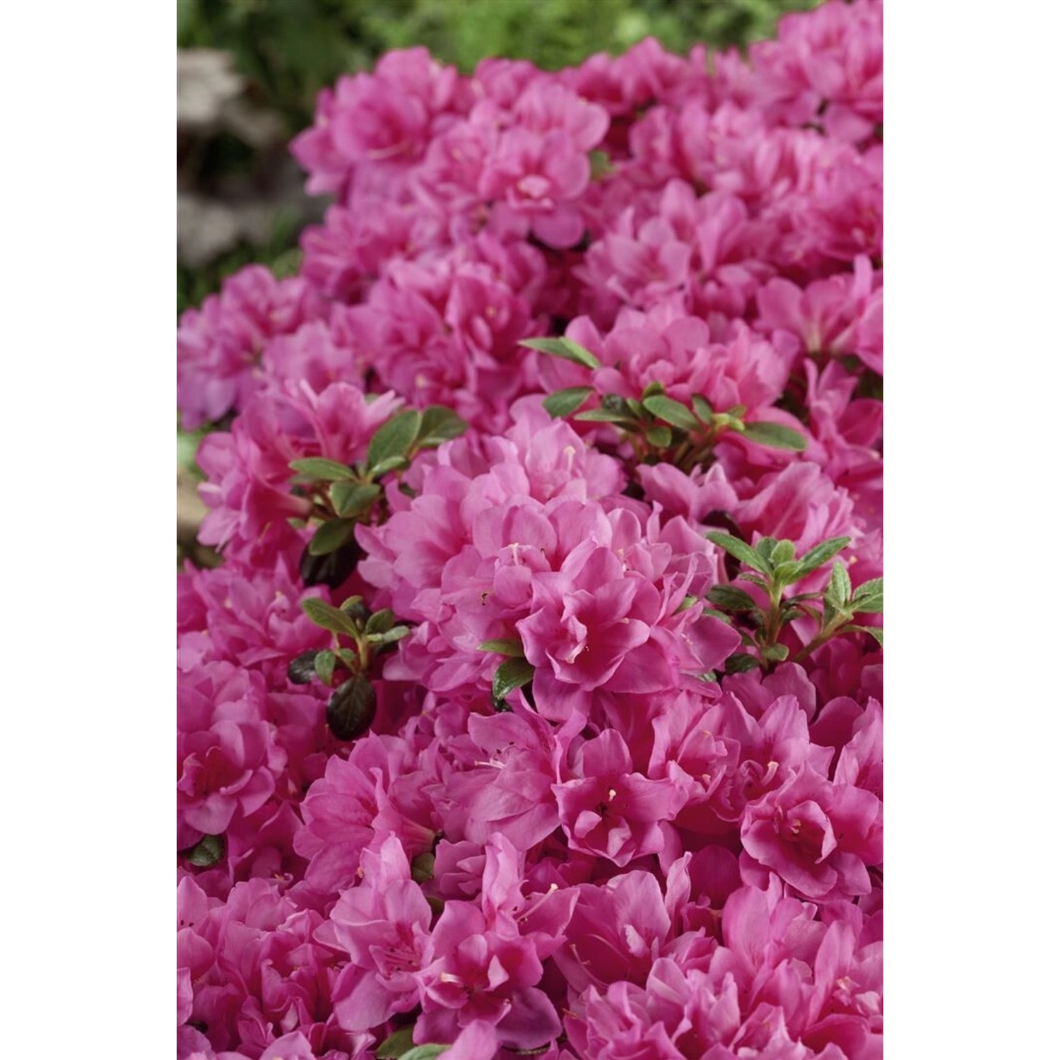 Rhododendron Obtusum Petticoat Azalee Rosa 20–25 cm günstig online kaufen