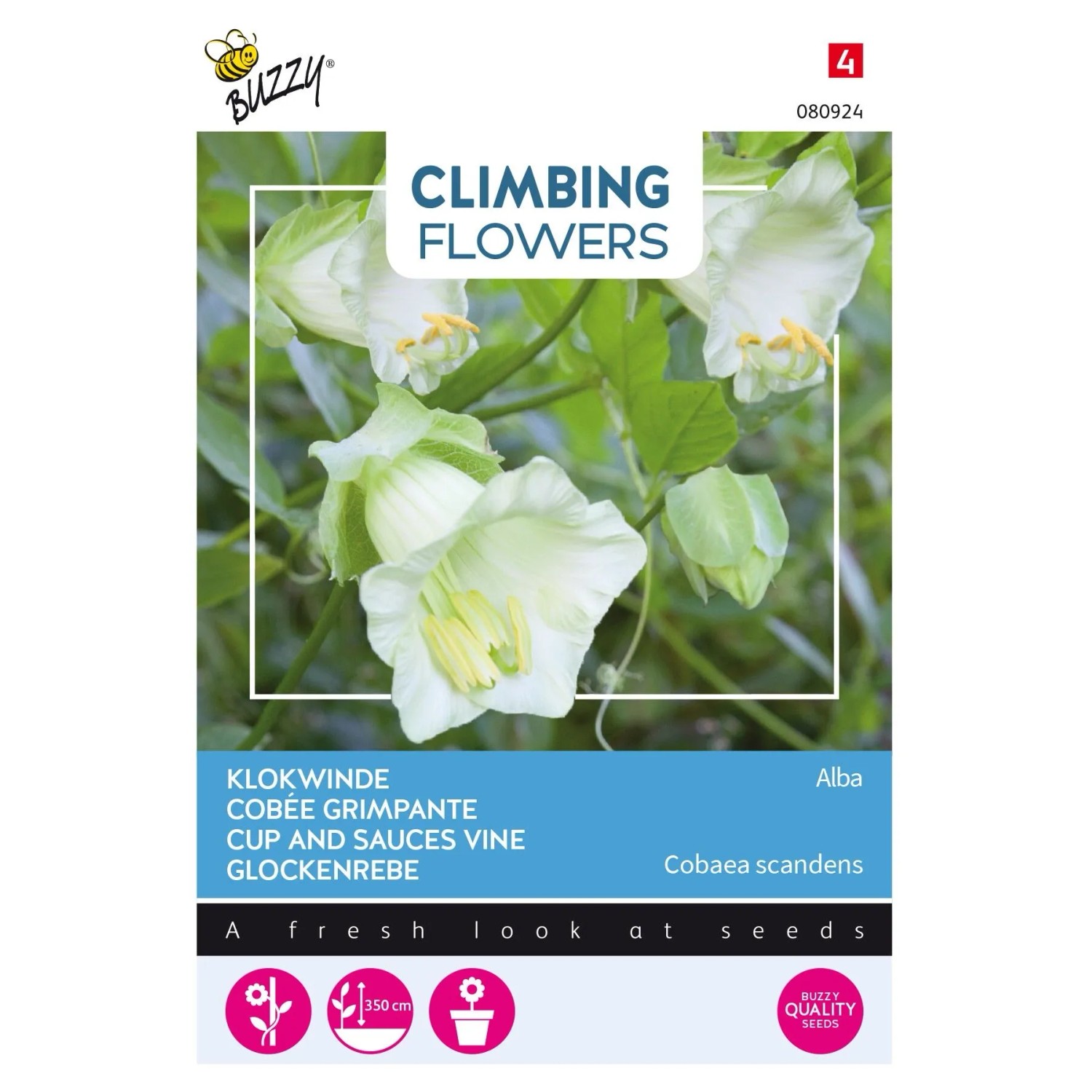 Kobee 'Alba' Buzzy Climbing Flowers Samen Ca. 2 g Weiße Glockenblüten