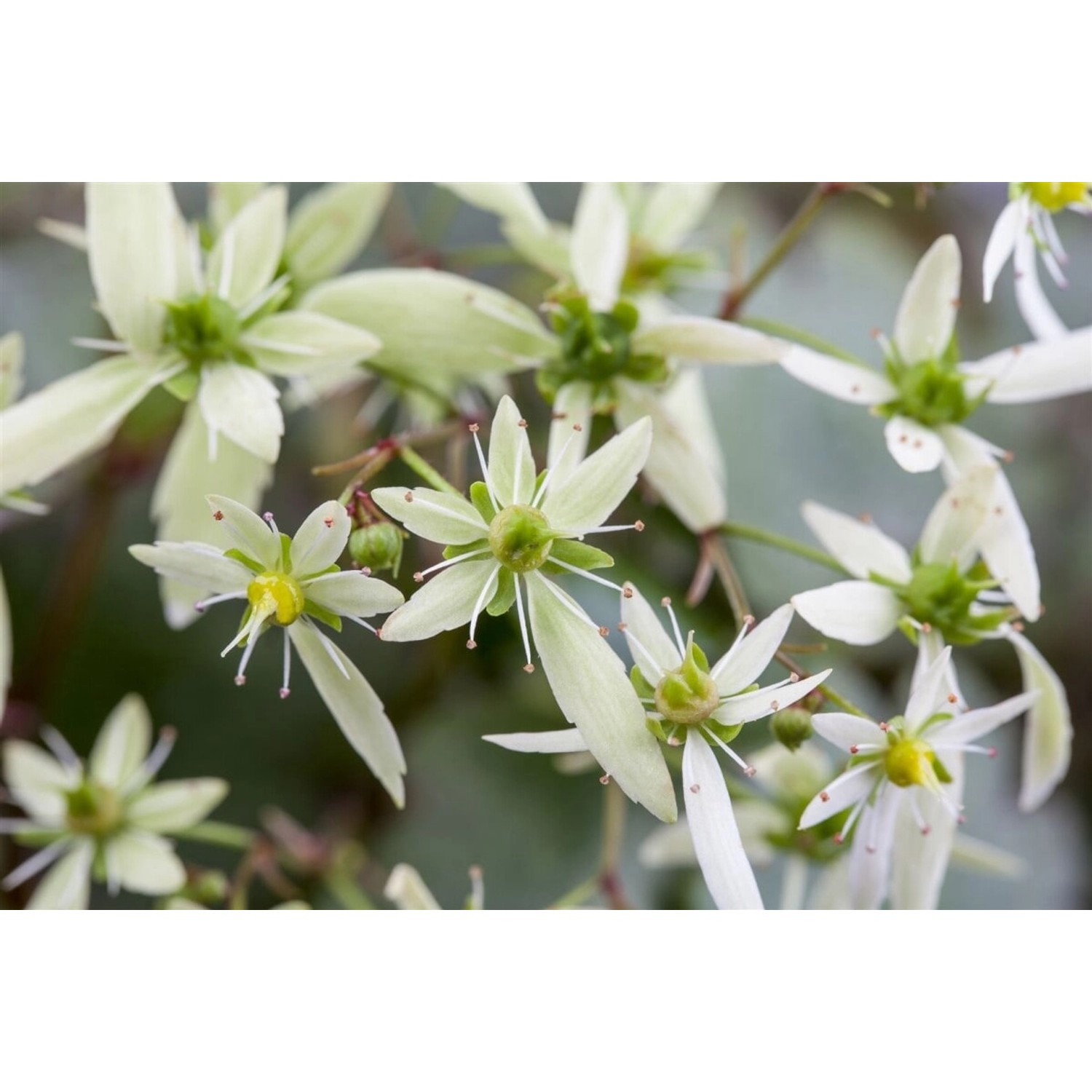 Saxifraga Cortusifolia Var.fortunei Herbst Steinbrech Ca. 9x9 cm Topf günstig online kaufen