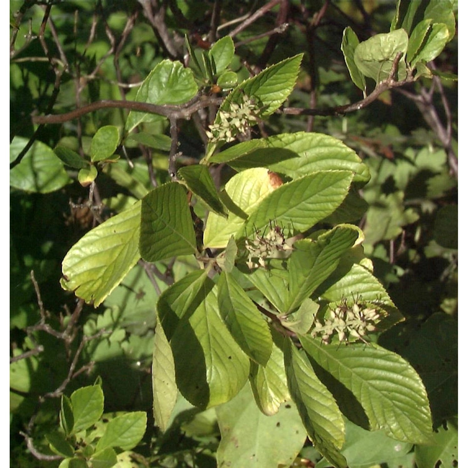 Silberkerzenstrauch Pink Spire 80-100cm - Clethra alnifolia günstig online kaufen