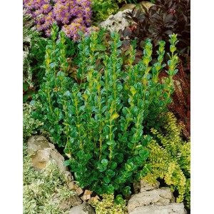 Buchsbaum 'Rotundifolia', 175-200 cm, buschig und immergrün, ideal als Heckenpflanze.