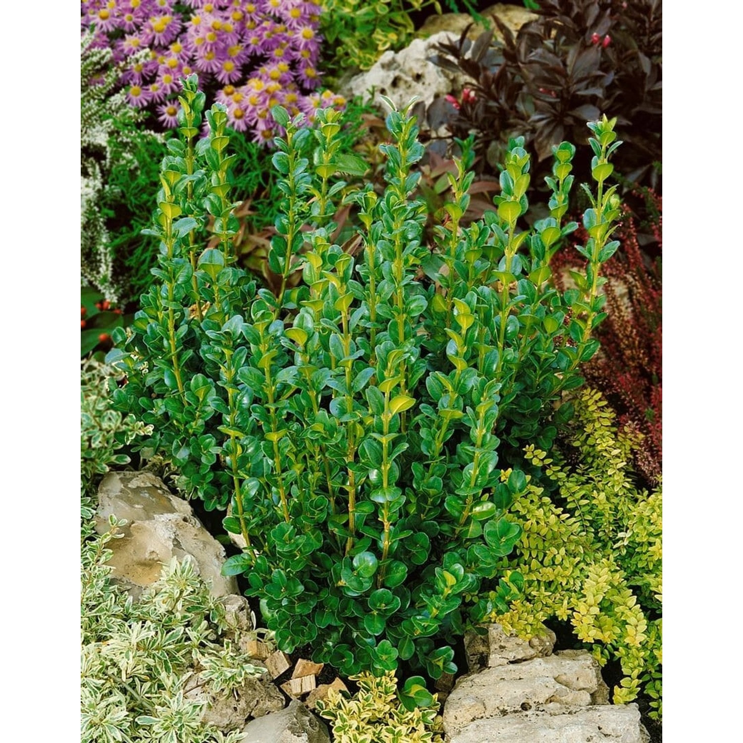 Buxus sempervirens Rotundifolia 175-200 cm günstig online kaufen