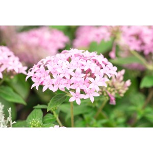 Nahaufnahme des rosa blühenden GROW by OBI Fünfzahlstrauchs (Pentas lanceolata).