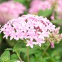 Nahaufnahme des rosa blühenden GROW by OBI Fünfzahlstrauchs (Pentas lanceolata).