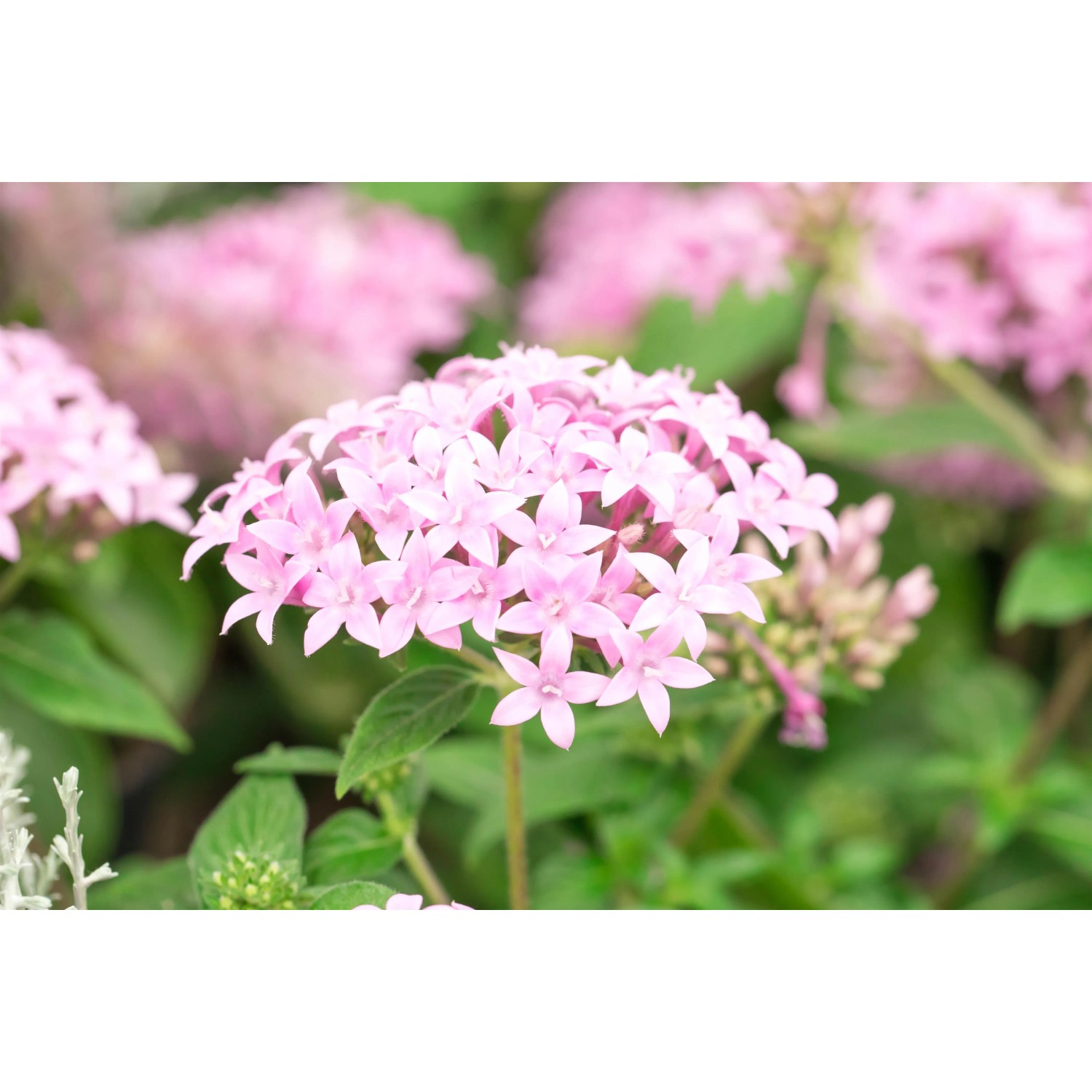 Nahaufnahme des rosa blühenden GROW by OBI Fünfzahlstrauchs (Pentas lanceolata).