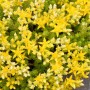 Scharfer Mauerpfeffer Yellow Queen - Sedum acre_2
