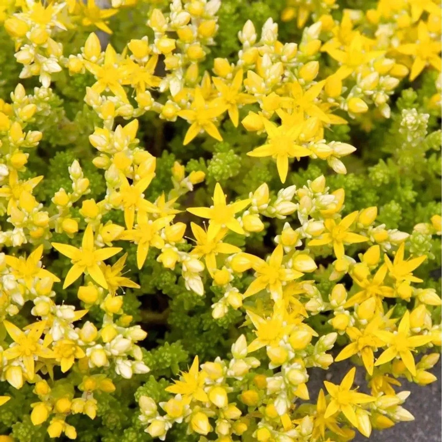 Scharfer Mauerpfeffer Yellow Queen - Sedum acre_2