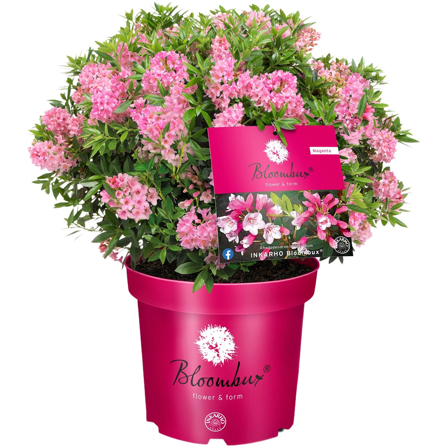 Zwerg-RhododendronBloombux Magenta Höhe ca. 10 - 30 cm Topf ca. 5 l