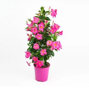 Pinke Dipladenie Sundevillea Pyramide im Topf, ca. 60-80 cm hoch.