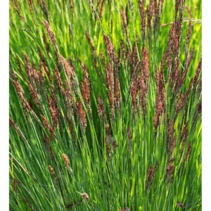 Steife Segge (Carex elata) 'Buis', eine dekorative Staude mit grünen Blättern und braunen Blütenständen.
