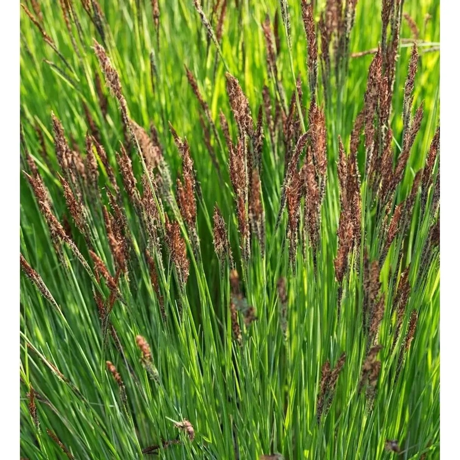 Steife-Segge Buis - Carex elata