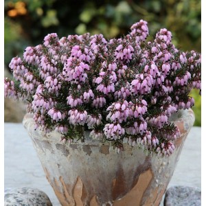 Winterheide Rosa Diamant (Erica carnea) im Topf, zartrosa Blüten.