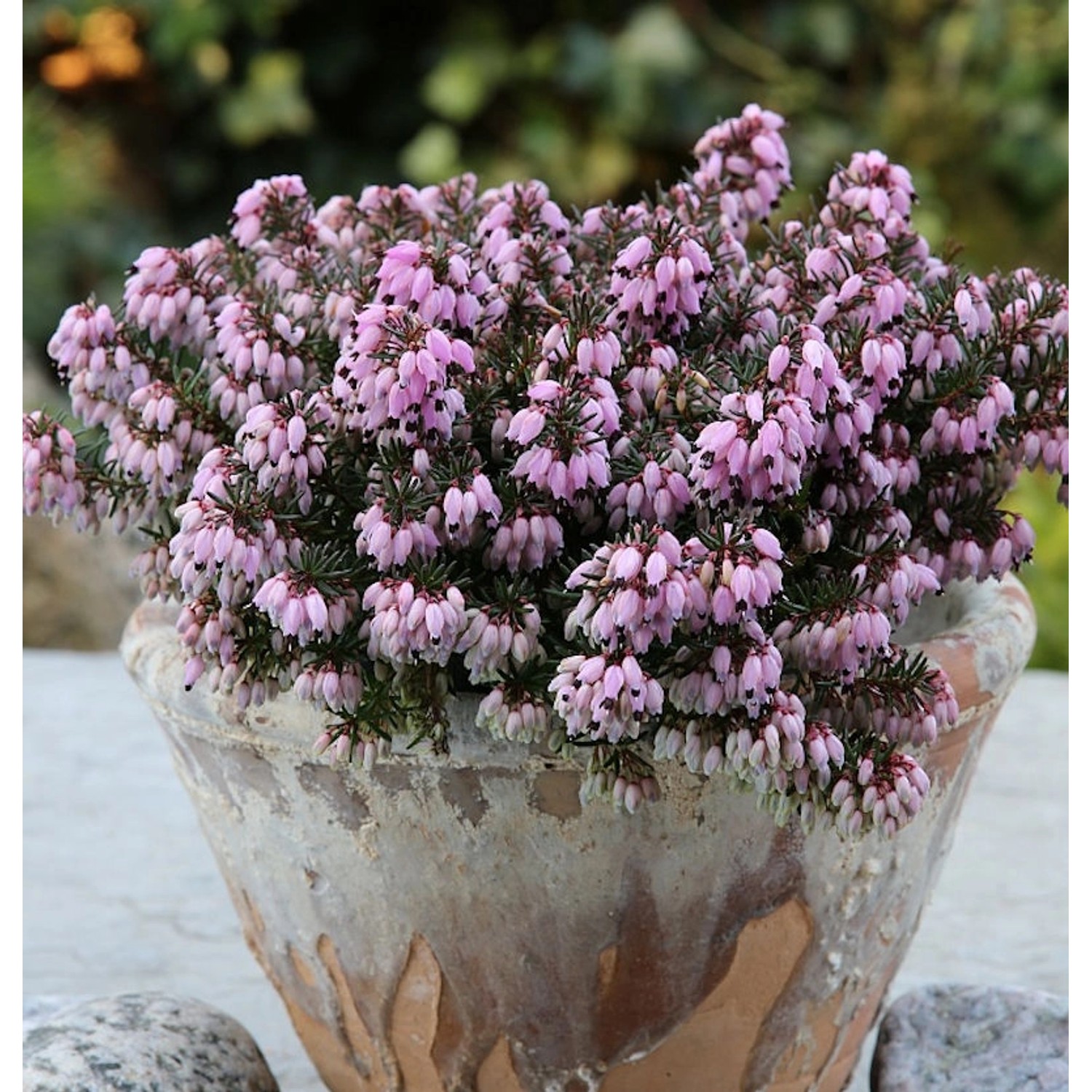 10x Winterheide Rosa Diamant - Erica carnea günstig online kaufen