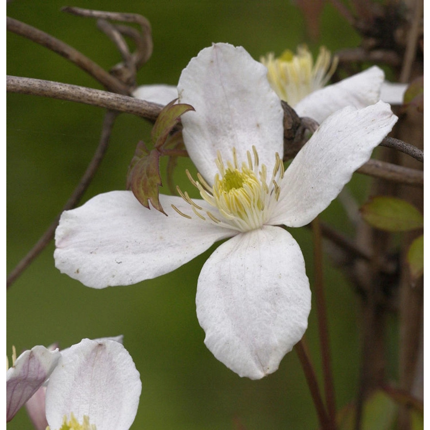 Berg Waldrebe Grandiflora 100-125cm - Clematis montana günstig online kaufen