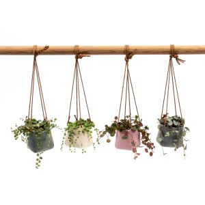 Keramik-Ampel mit Blattpflanzen in verschiedenen Farben, Topf-Ø ca. 6 cm.